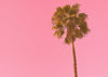 Single Palm Tree at Venice Beach, Josh Welcn