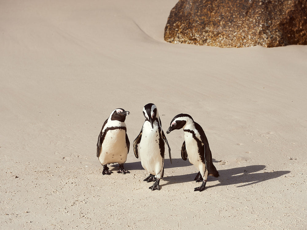 Boulders Beach Penguins, Cape Town 2