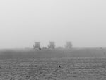 Fog at Venice Beach No. 1