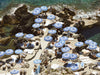 La Fontelina Beach Club, Capri 1, Josh Welch Photography