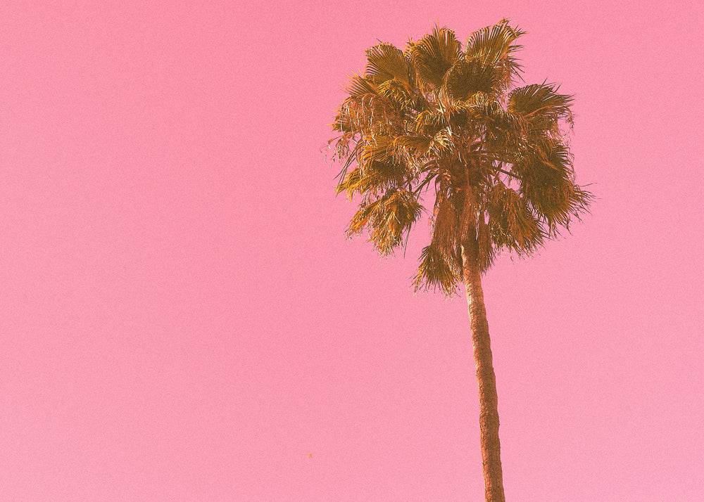Single Palm Tree at Venice Beach