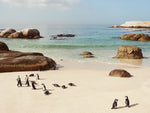 Boulders Beach Penguins, Cape Town 1