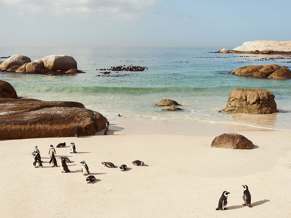 Boulders Beach Penguins, Cape Town 1, Josh Welch Photography