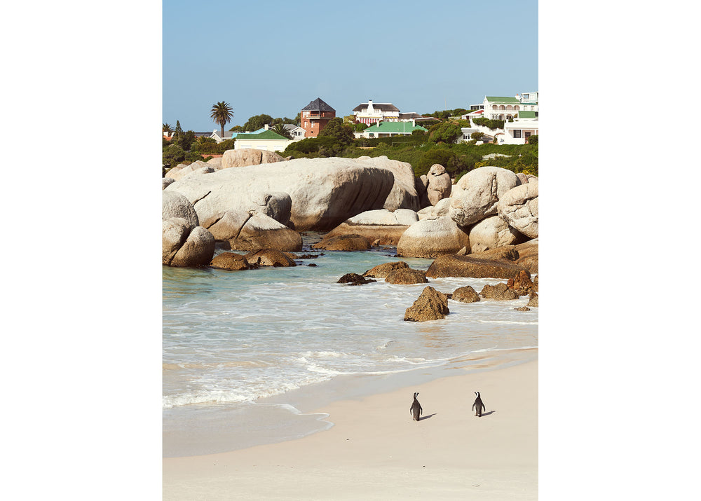 Boulders Beach Penguins, Cape Town Vertical