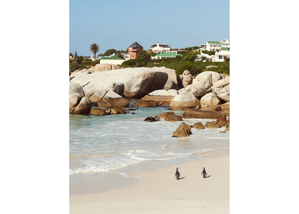 Boulders Beach Penguins, Cape Town 2 Vertical. Josh Welch Photography