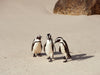 Boulders Beach Penguins, Cape Town 3, Josh Welch Photography