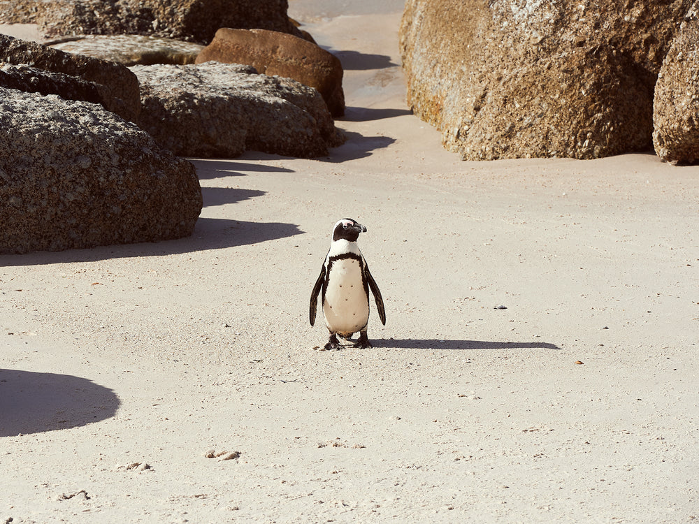 Boulders Beach Penguin, Cape Town 3