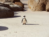 Boulders Beach Penguin, Cape Town 4, Josh Welch Photography
