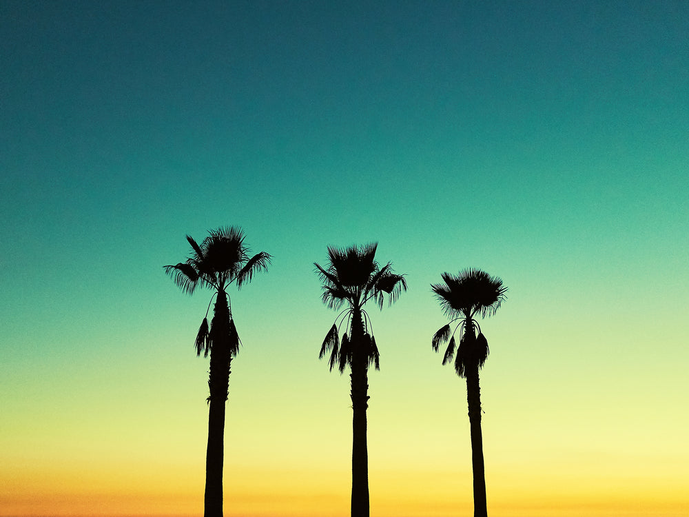 3 Palm Trees at Venice Beach