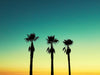 3 Palms Trees at Venice Beach, Josh Welch